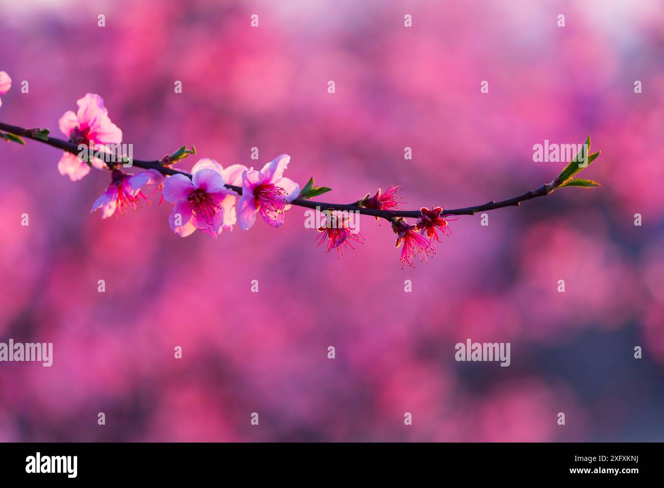 Alberi di pesca (Prunus persica) in fiore, Fruiturisme Tourism Experience, Lleida, Catalogna, Spagna. Marzo 2018. Foto Stock