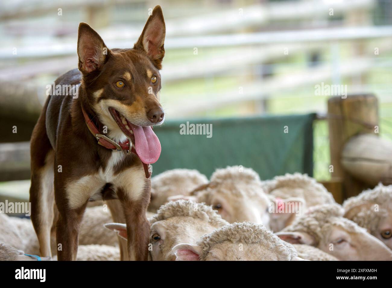 Kelpie australiane in piedi su greggi di pecore, osservando attentamente il passaggio dopo il branco. Lone Pine Koala Sanctuary, Fig Tree Pocket, Brisbane nel Queensland, Australia. Foto Stock