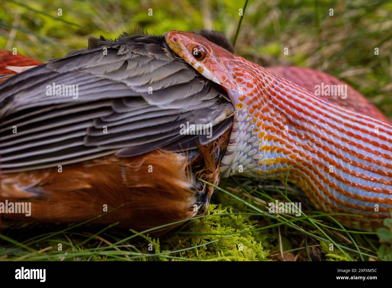 Serpente di mais (Pantherophis guttatus) mangiando un robin americano (Turdus migratorius). Il serpente è prigioniero, il robin è stato trovato morto e offerto a Snake, Maryland, USA. Foto Stock