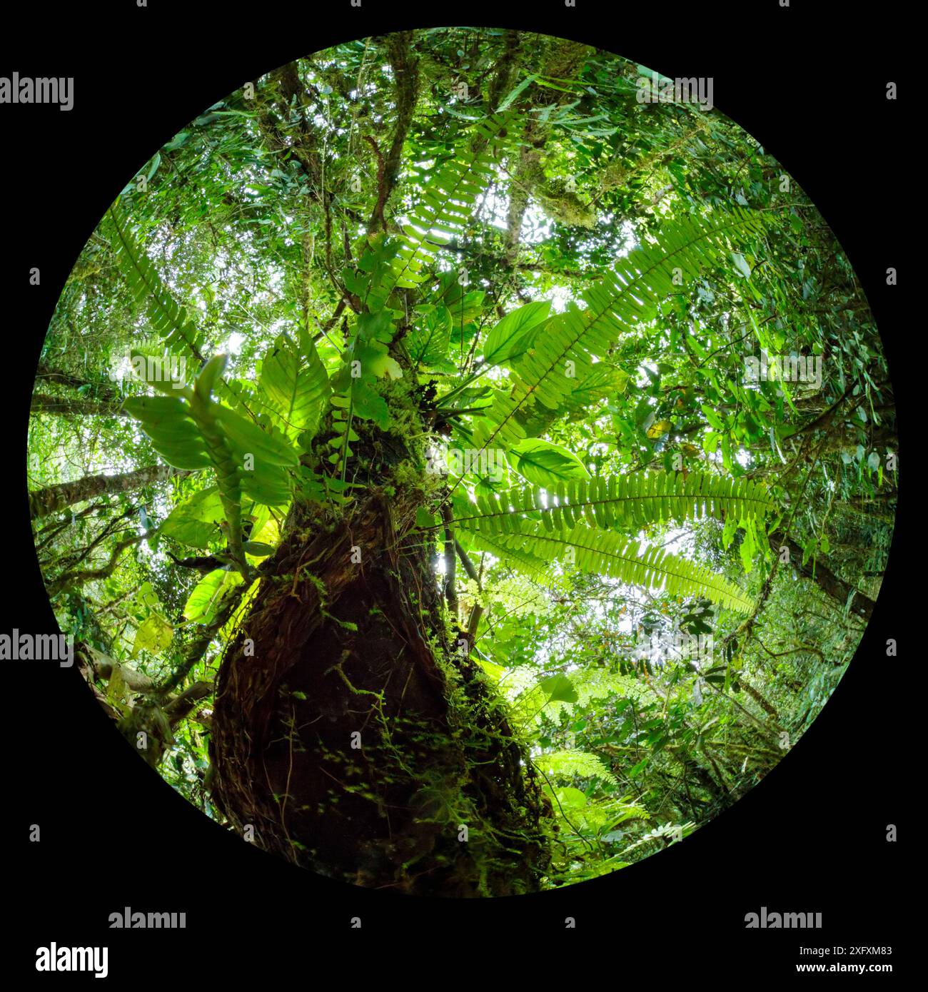 Cloud Forest, riserva della biosfera di Manu, Amazzonia, Perù. Foto Stock