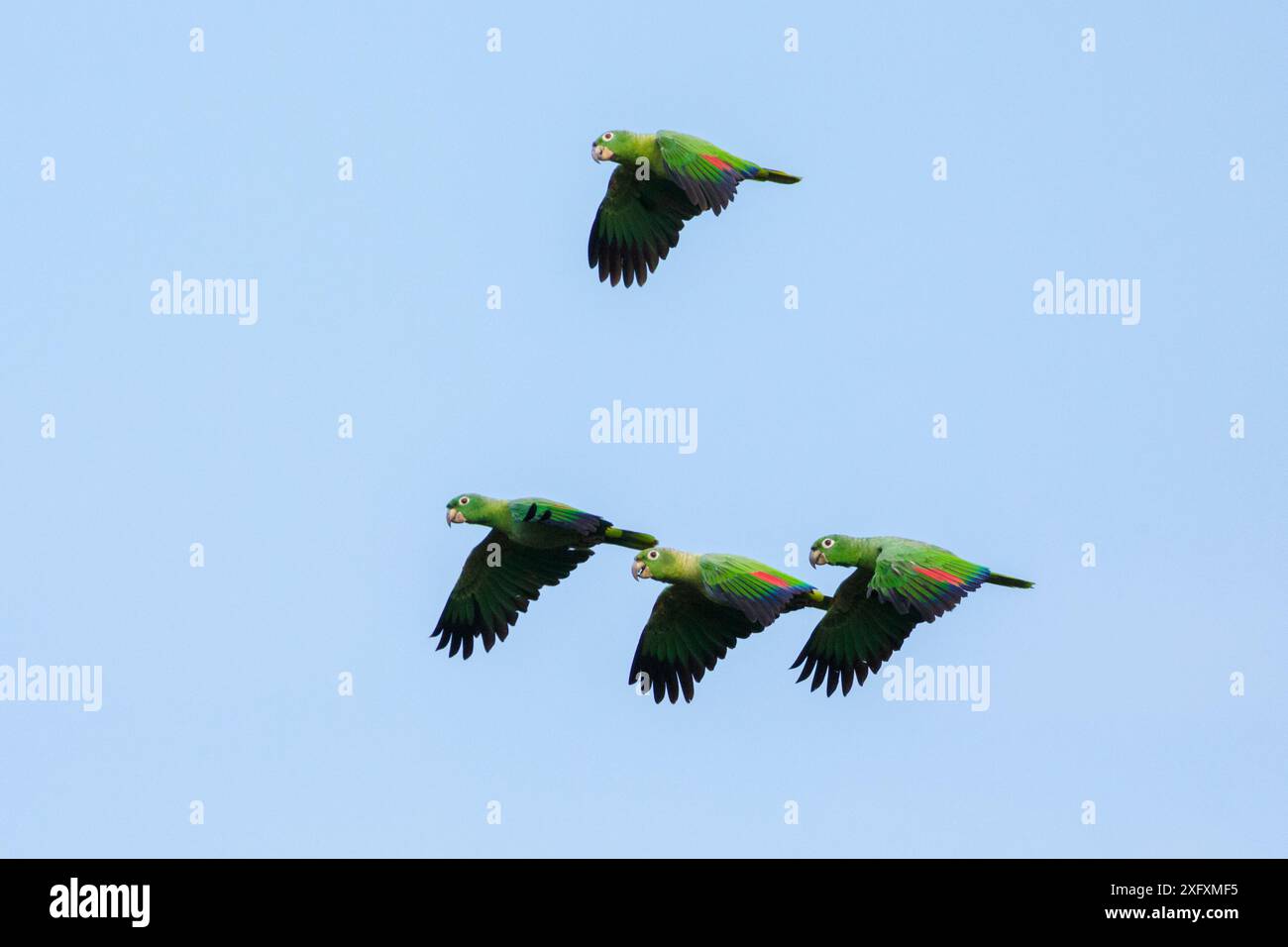 Pappagalli mealy (Amazona farinosa) in volo. Blanquillo Clay Lick, riserva della Biosfera di Manu, Perù. Novembre. Foto Stock