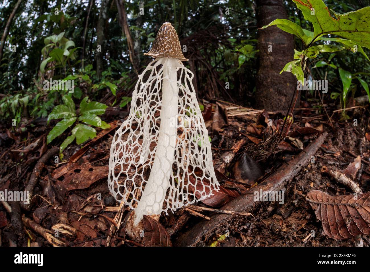 Il velo nuziale Stinkhorn (Phallus indusiatus) cresce sul pavimento della foresta pluviale. Il corpo fruttifero fungino emette un odore pungente che attrae un'ampia gamma di invertebrati, che aiutano a disperdere le spore. Riserva della Biosfera di Manu, Amazzonia, Perù. Novembre. Foto Stock