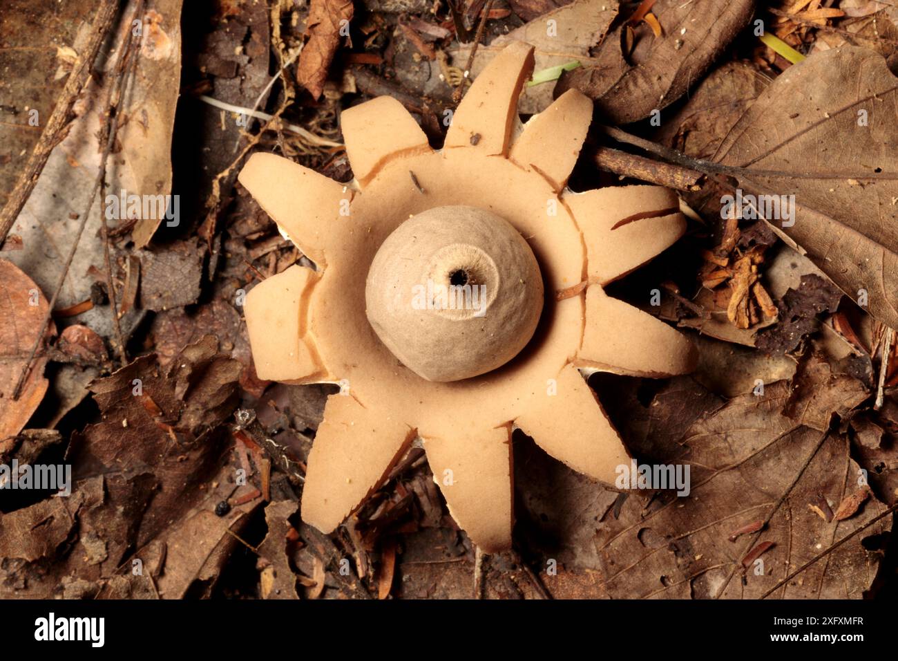 Fungo Earth Star (Geastraceae) che emerge dalla lettiera sul pavimento della foresta pluviale. Riserva della Biosfera di Manu, Amazzonia, Perù. Novembre. Foto Stock