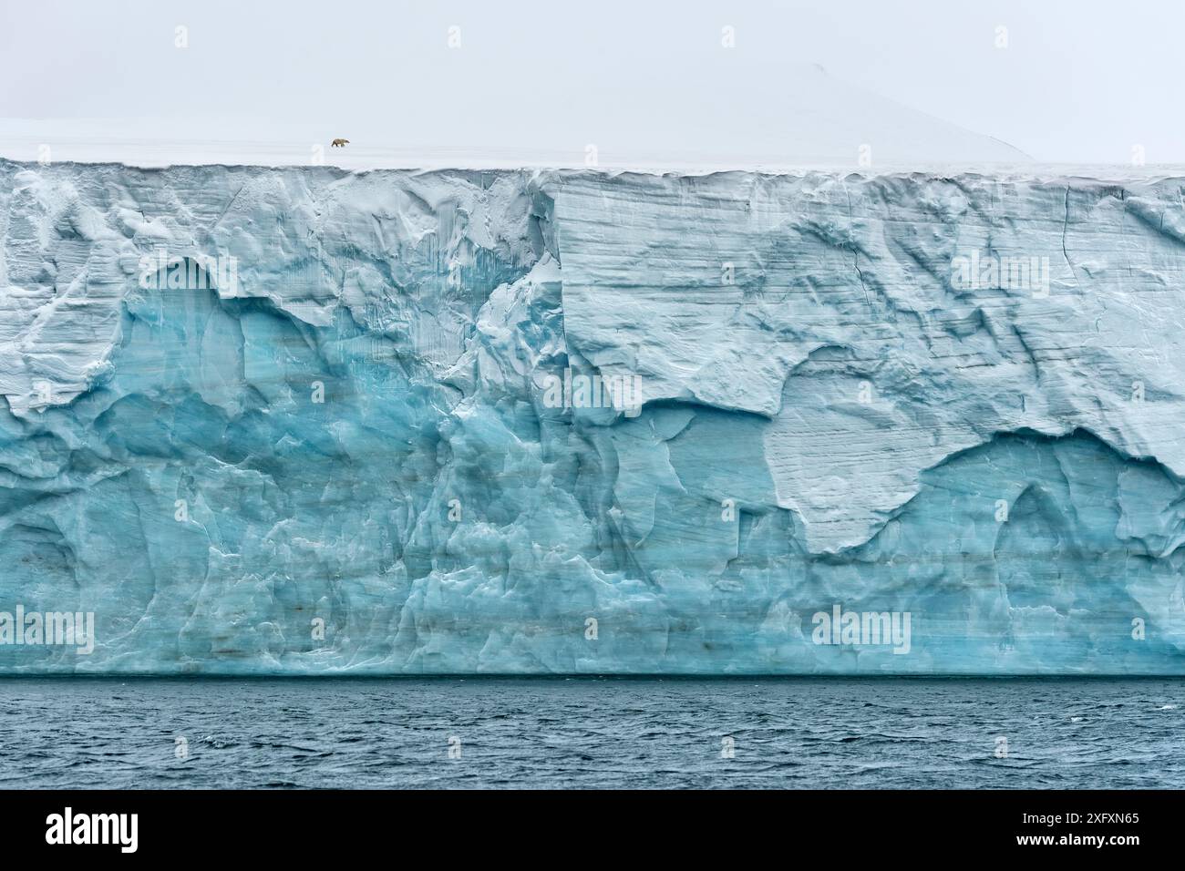 Orso polare (Ursus maritimus) a piedi sul ghiacciaio dell'isola Champ, sulla Terra di Francesco Giuseppe, sull'Artico russo. Altamente lodato negli animali nella categoria ambiente del concorso Wildlife Photographer of the Year (WPOY). 2018. Foto Stock