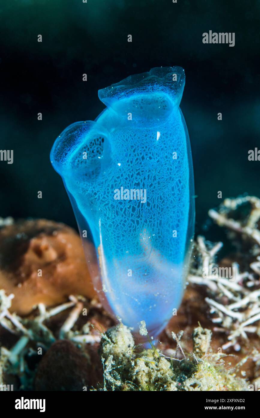 Blue club tunicate (Rhopalaea crassa). Sulawesi settentrionale, Indonesia. Foto Stock