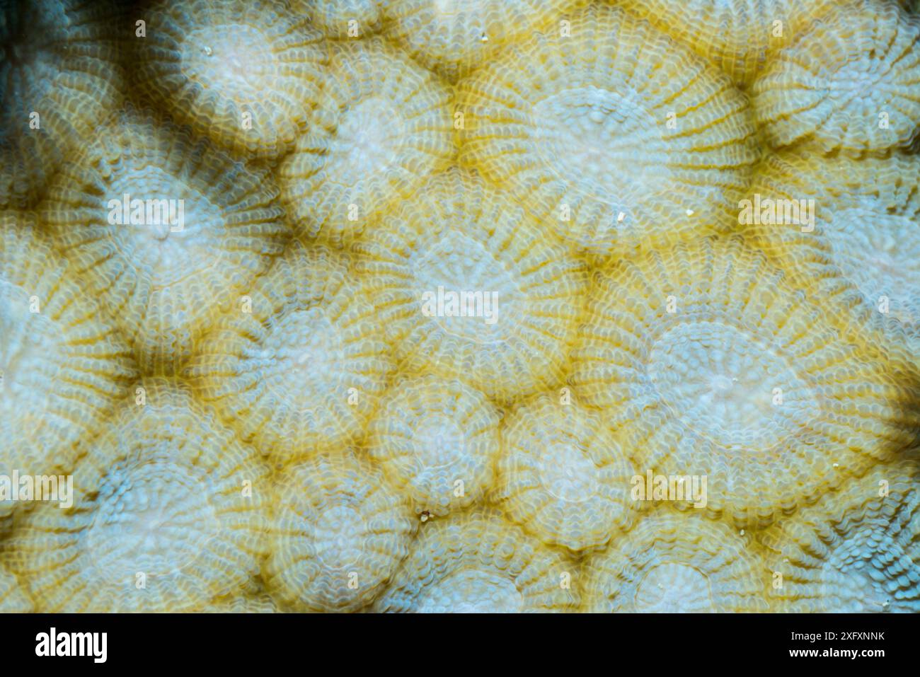 Corallo, sbiancato. Sulawesi settentrionale, Indonesia. Foto Stock