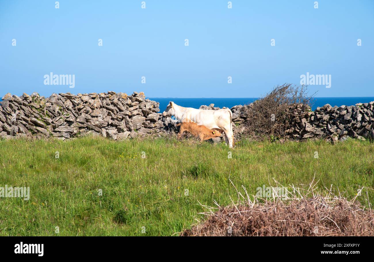 Mucca e vitello sul campo di inish More, Aran Island, Irlanda Foto Stock