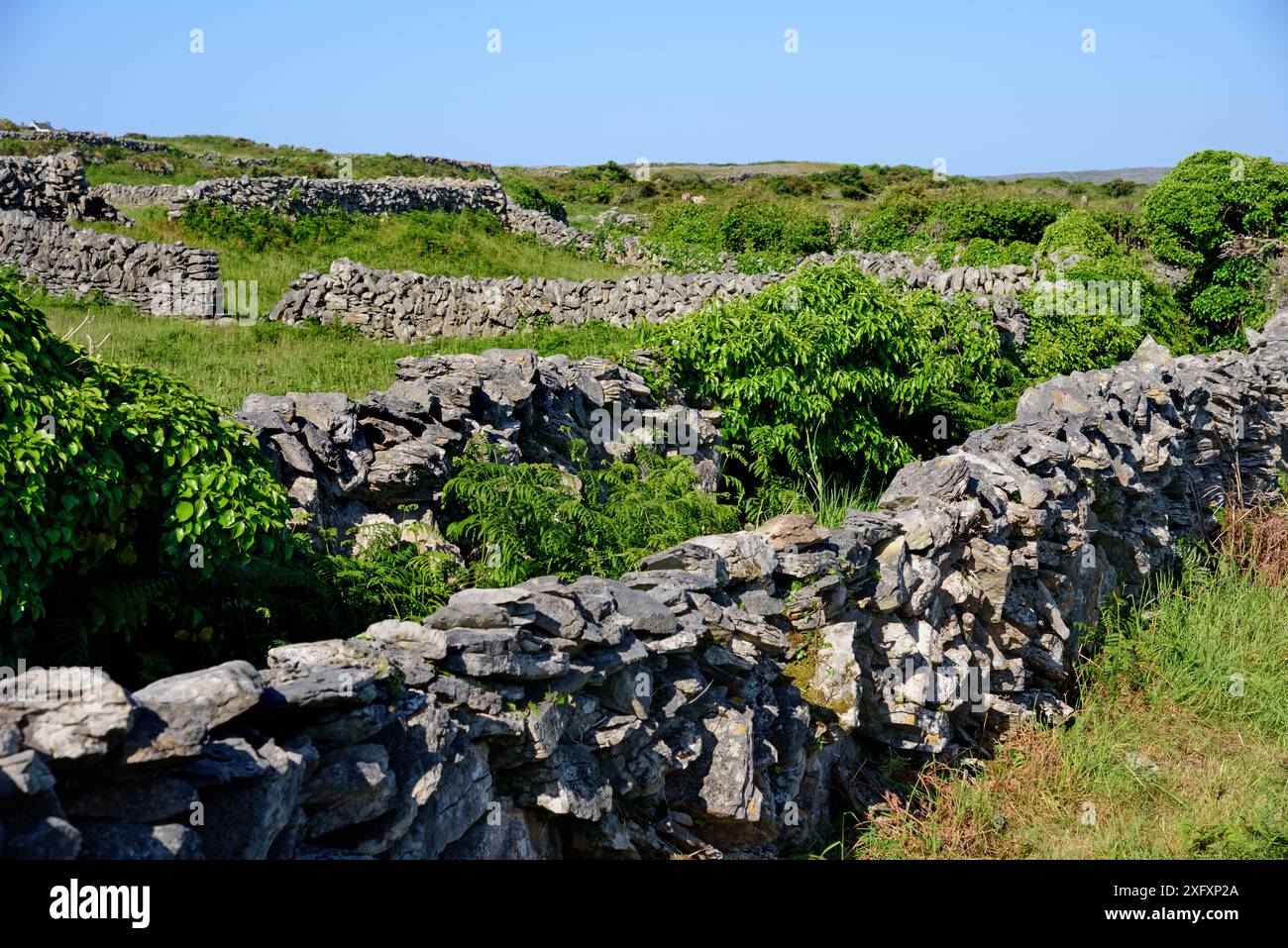 Vista sulla campagna dell'isola di inish Mor, Aran Island, Inishmore, Co, Galway, Irlanda in estate Foto Stock