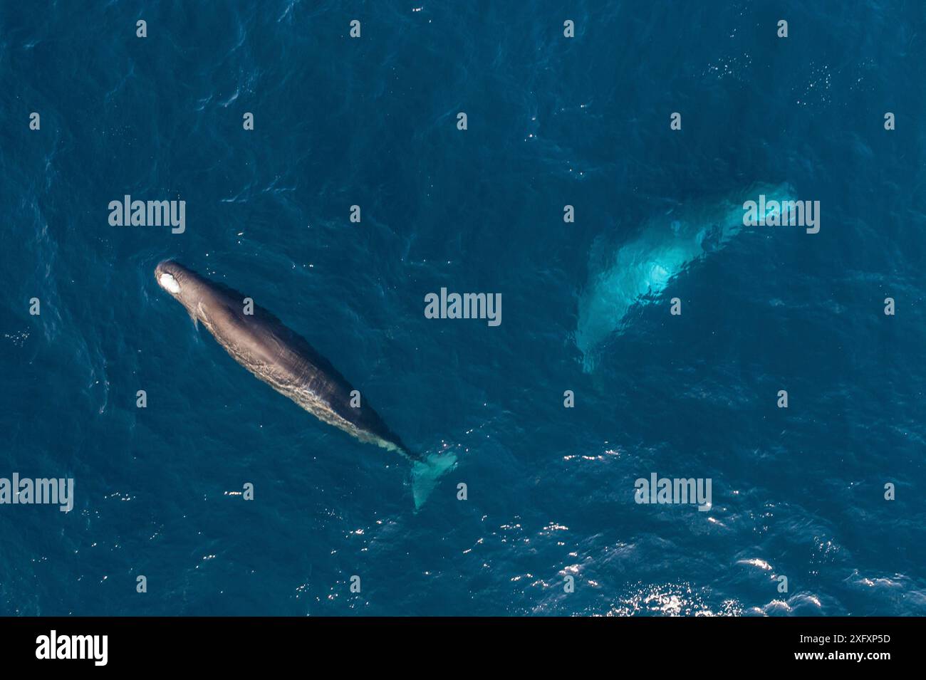 Capodoglio (Physeter macrocephalus) aereo Baja California, Messico Foto Stock