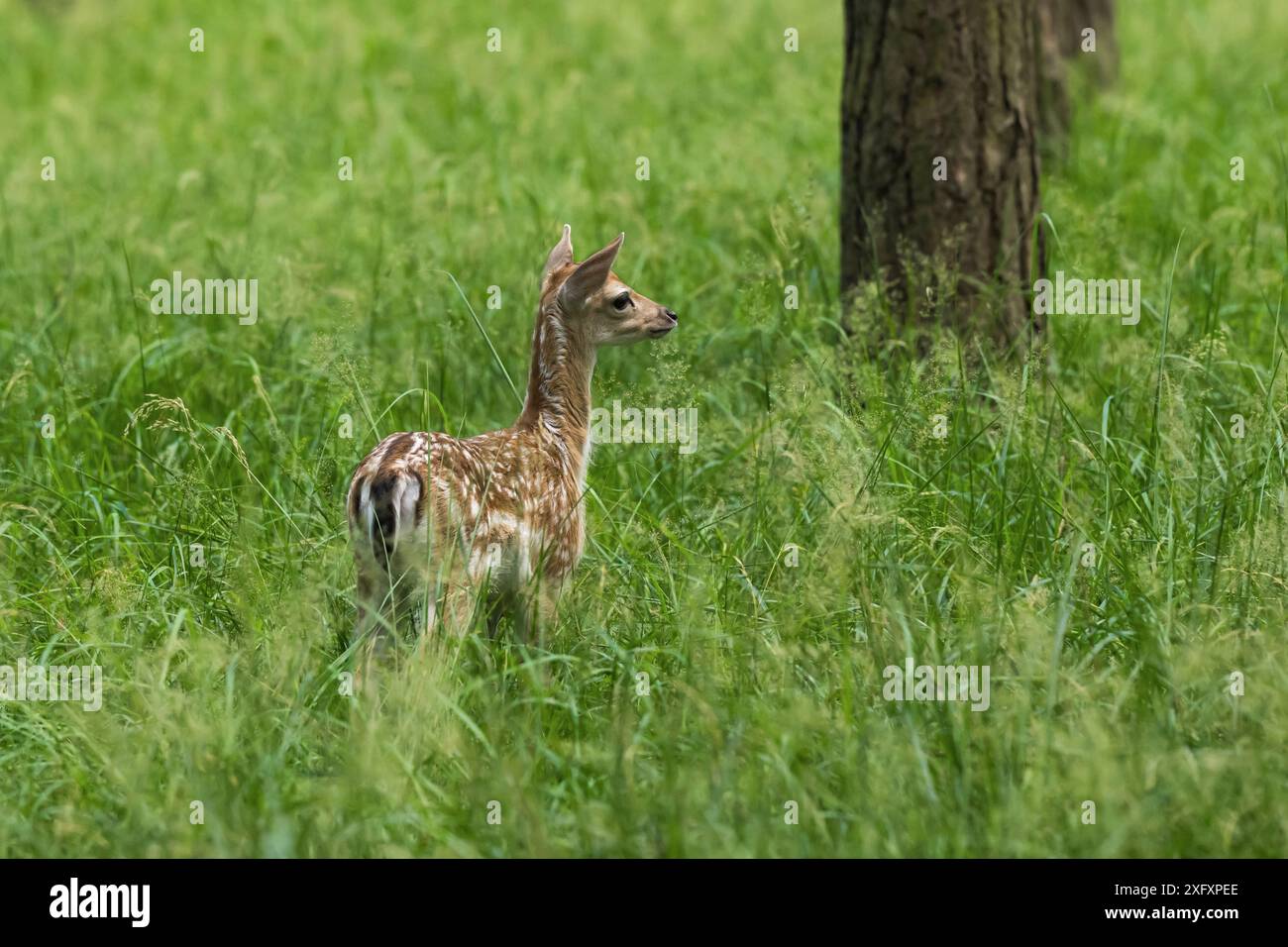 Un giovane vitello di cervo nella foresta Foto Stock