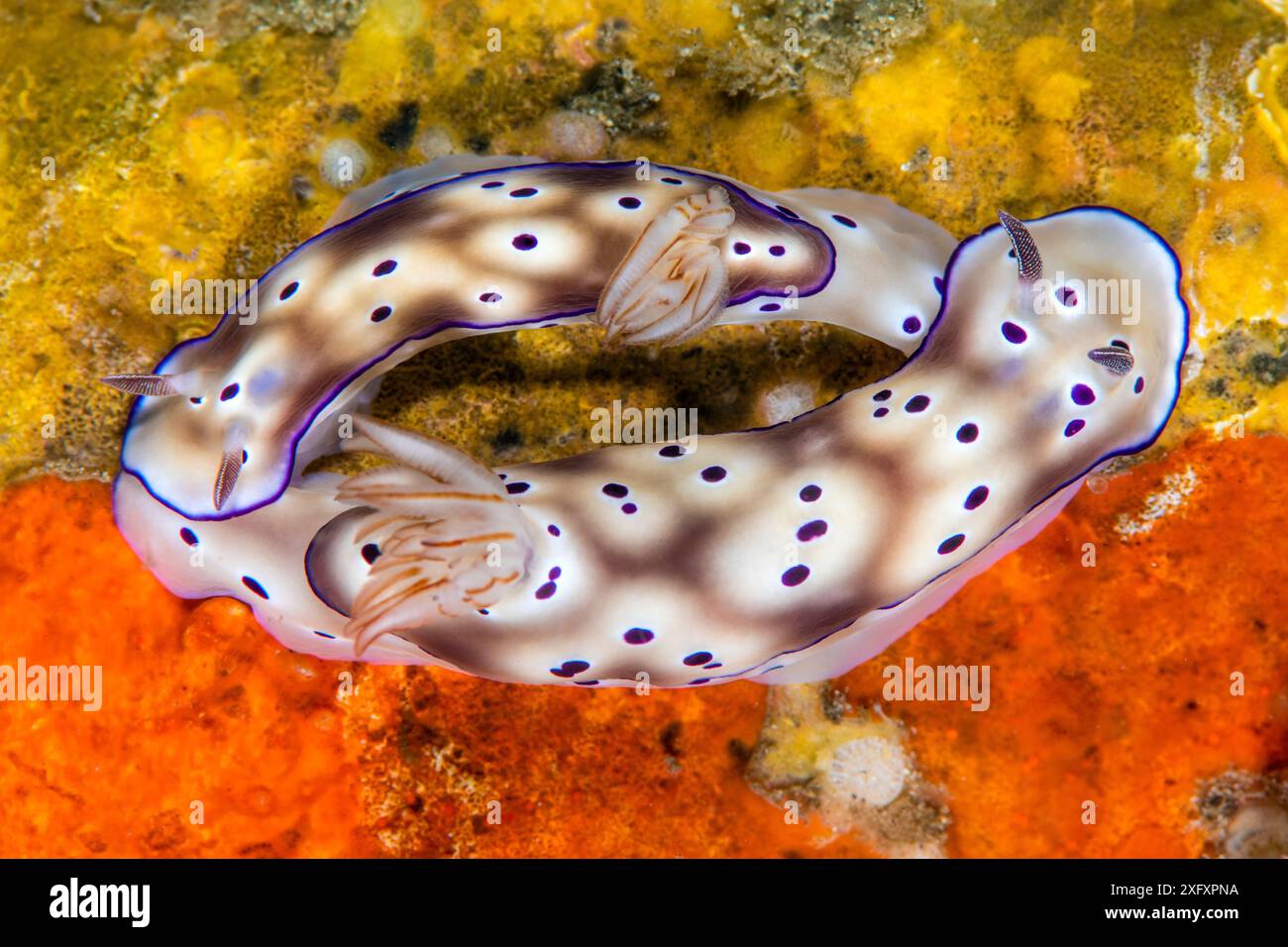 Nudibranchi di coda (Hypselodoris tryoni) su spugne colorate. Si tratta di un comportamento comune in questa specie, in cui un individuo ne segue un altro, noto anche come accodamento o tailgating. Potrebbe riguardare l'accoppiamento. Bitung, Sulawesi settentrionale, Indonesia. Stretto di Lembeh, Mare delle Molucche. Foto Stock