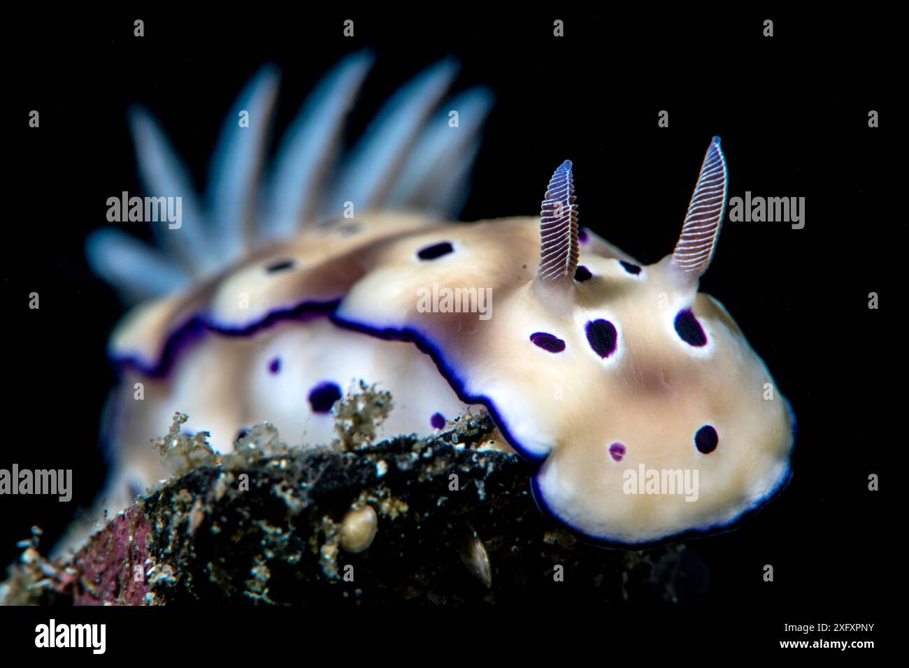 Ritratto di un nudibranco (Hypselodoris tryoni). Bitung, Sulawesi settentrionale, Indonesia. Stretto di Lembeh, Mare delle Molucche. Foto Stock