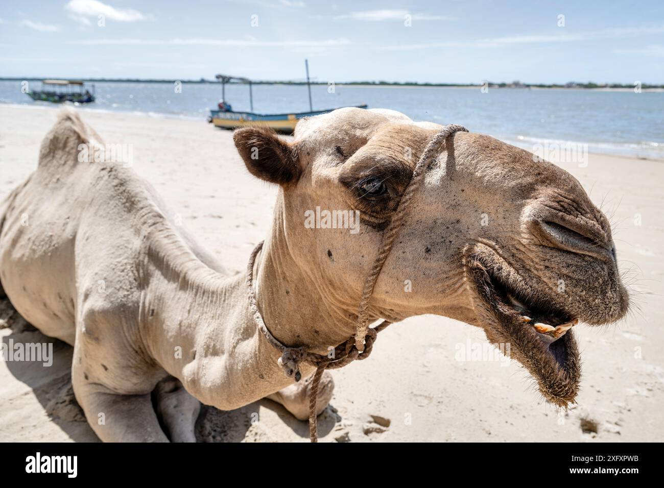 Un cammello riposa sulla sabbia bianca della spiaggia di Shela nella contea di Lamu. Shela è una delle numerose isole della contea di Lamu. Questa zona vanta alcuni degli insediamenti culturali swahili più antichi e meglio conservati dell'Africa orientale. Non ci sono auto a Shela e il calendario della città e il programma giornaliero ruota in gran parte intorno alla religione e alla cultura islamica. (Foto di Katie G. Nelson / SOPA Images/Sipa USA) Foto Stock