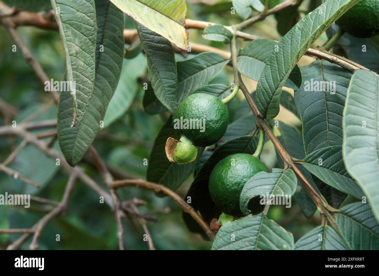 Psidium guajava Foto Stock