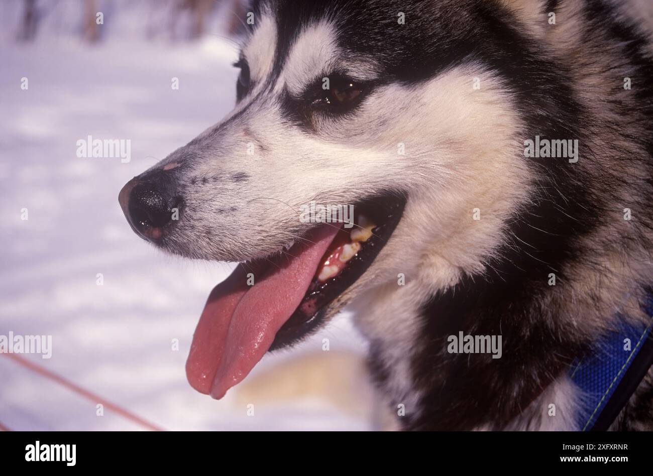Faccia di cani Foto Stock