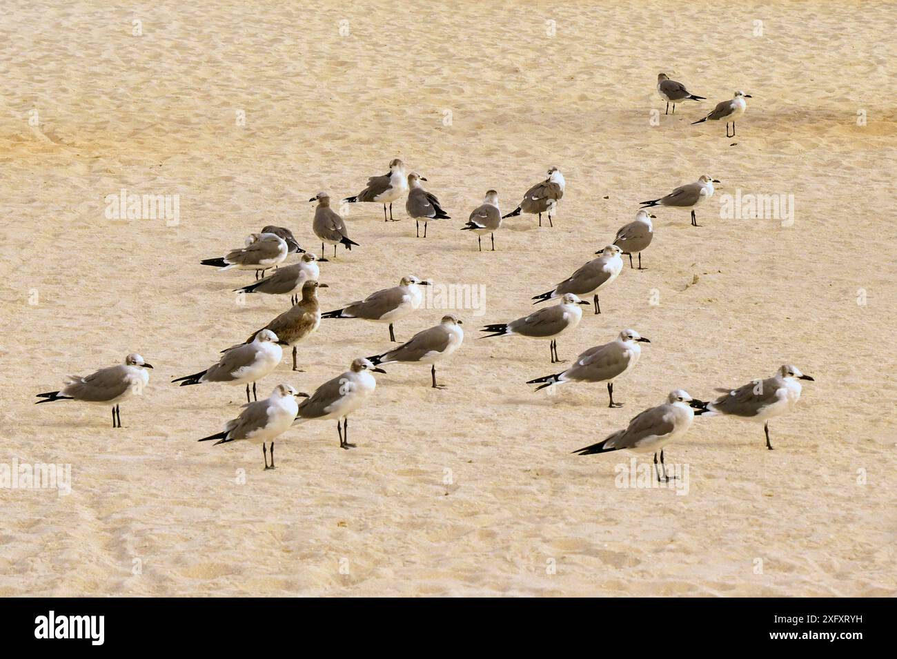 Stormo di uccelli marini in piedi su una spiaggia sabbiosa Foto Stock