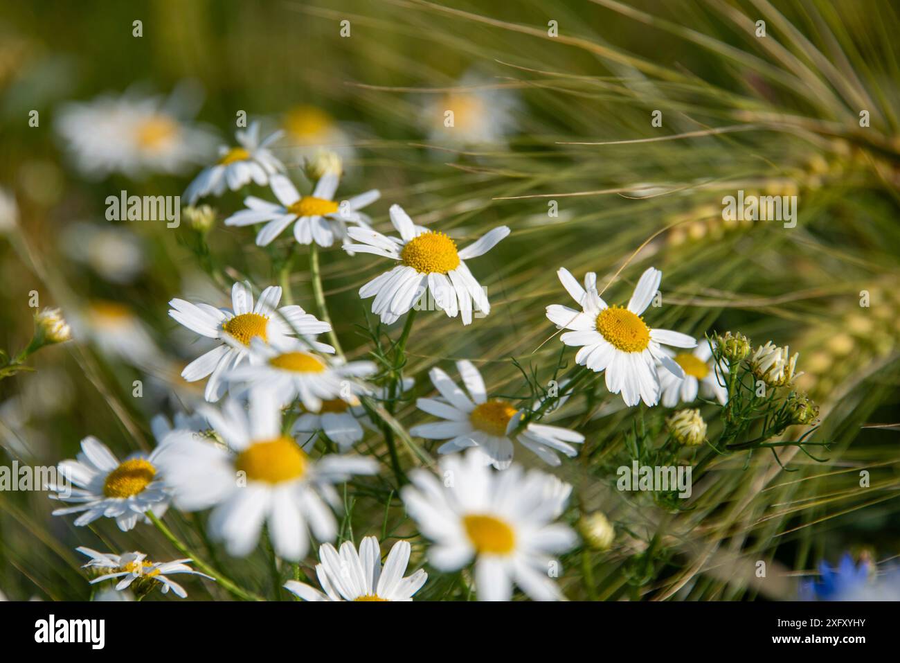 Fiori di camomilla ai margini di un campo. Foto Stock