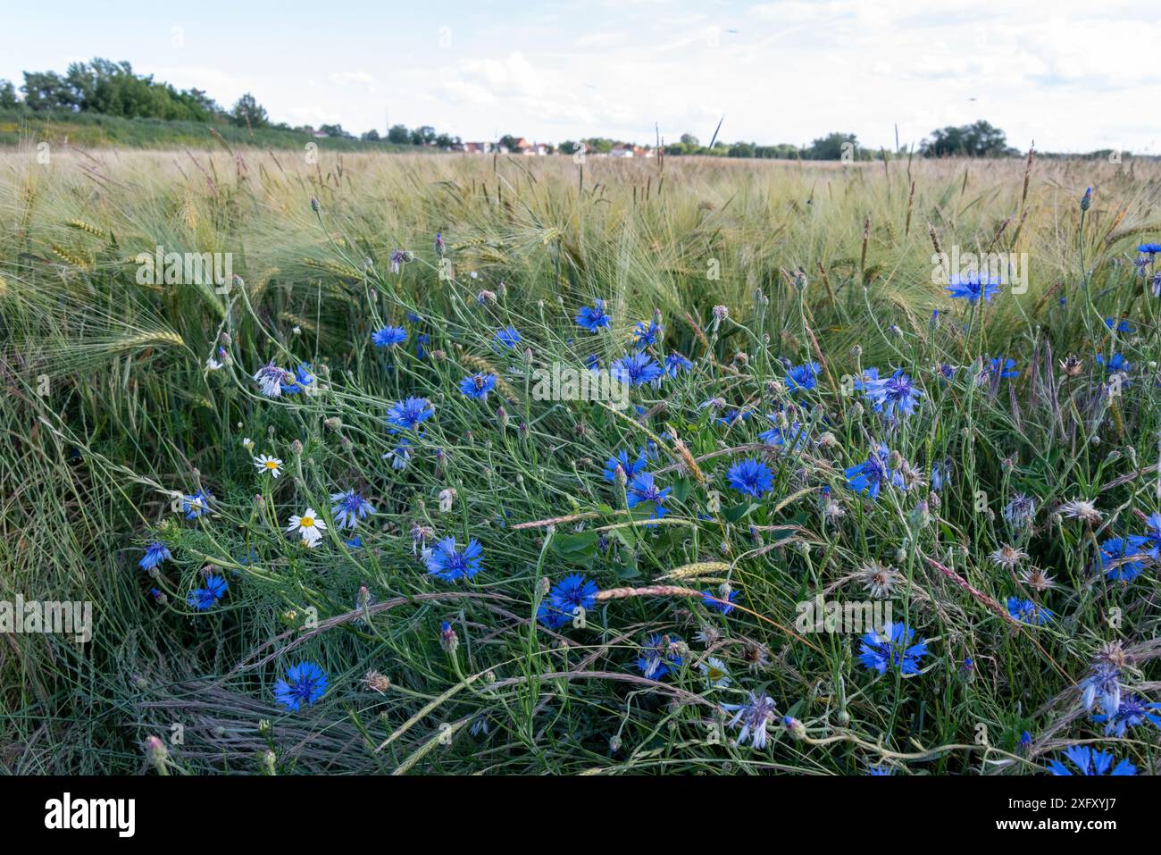 Cornflowers blu Foto Stock