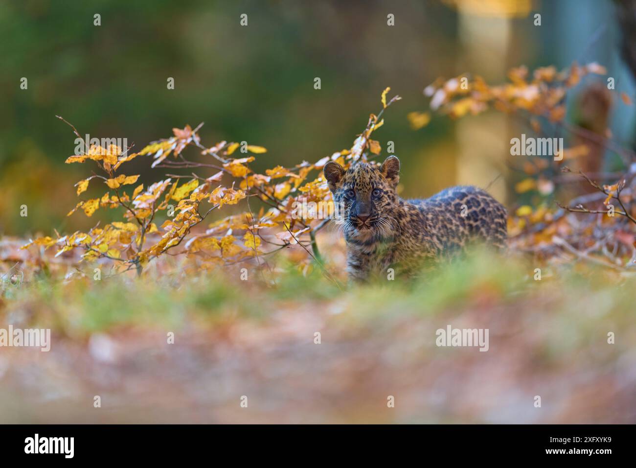 Leopardo indiano (Panthera pardus fusca) giovane animale nella foresta Foto Stock