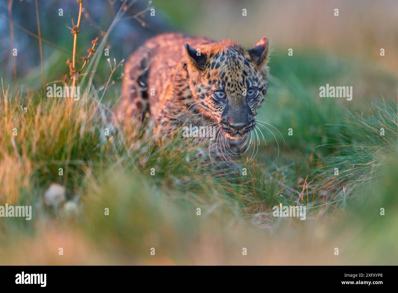 Leopardo indiano (Panthera pardus fusca) giovane animale sul prato Foto Stock