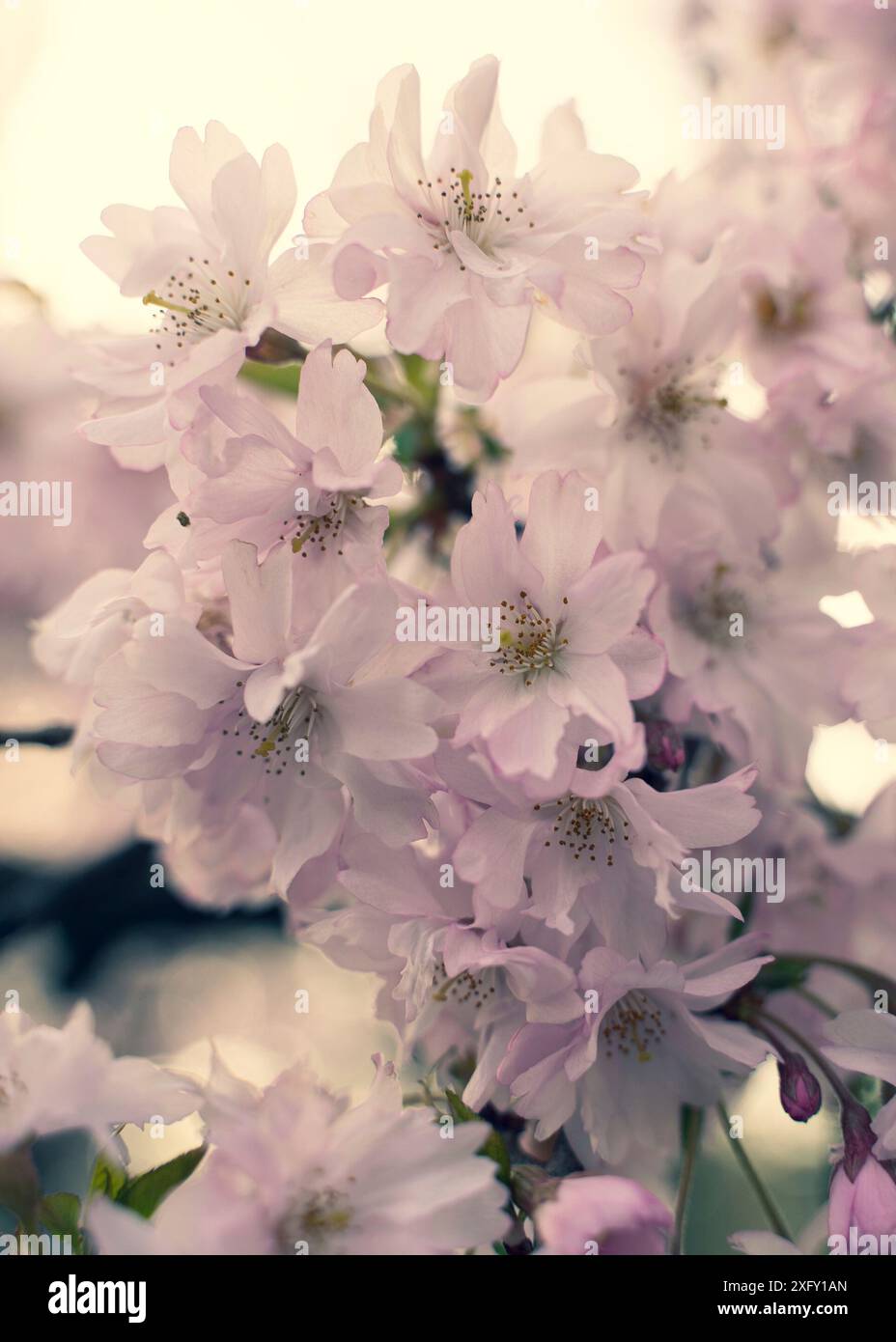 Giapponese di fiori di ciliegio in primavera Foto Stock