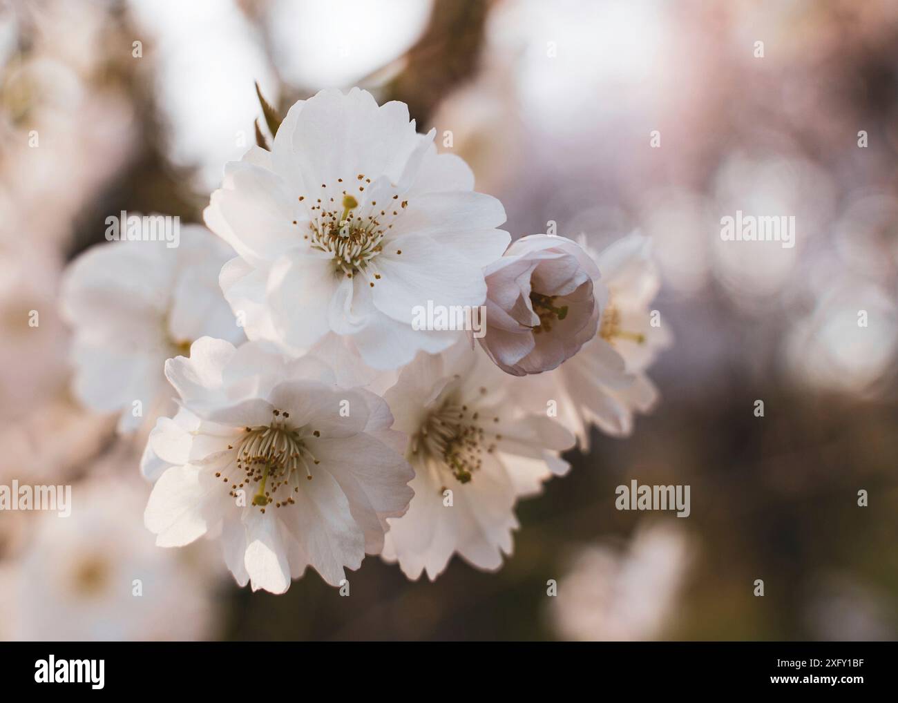 Giapponese di fiori di ciliegio in primavera Foto Stock