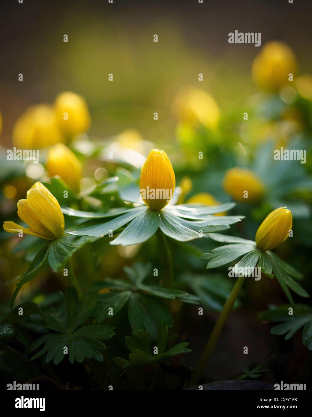 Giallo, ancora chiuso aconiti invernali, primo piano nel letto dei fiori Foto Stock