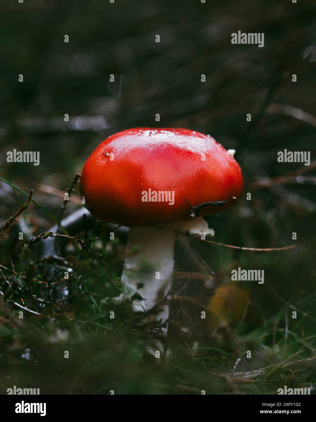 Giovane mosca rossa agarica, macro shot in natura Foto Stock