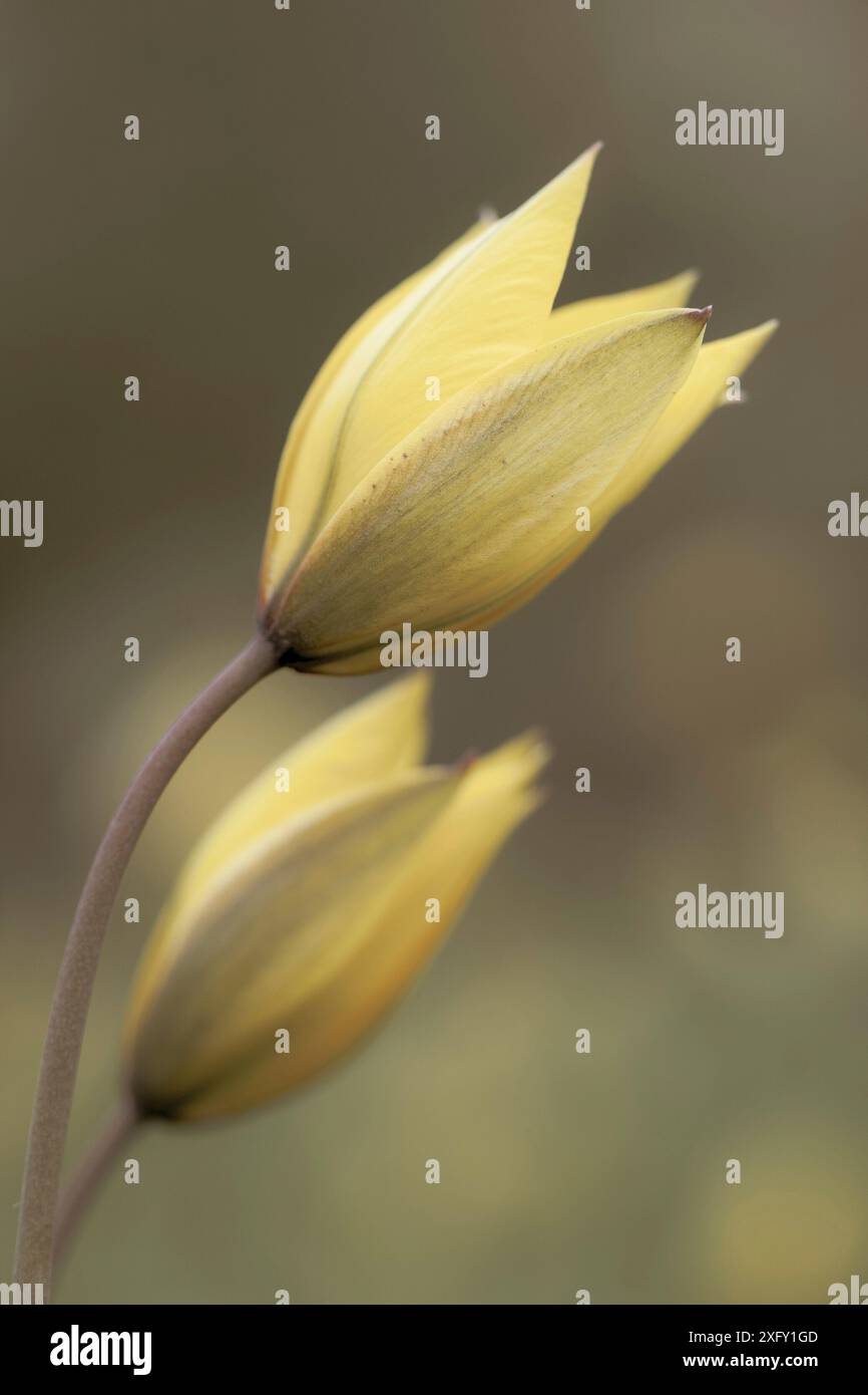 Due tulipani selvatici gialli, primo piano nel giardino fiorito Foto Stock