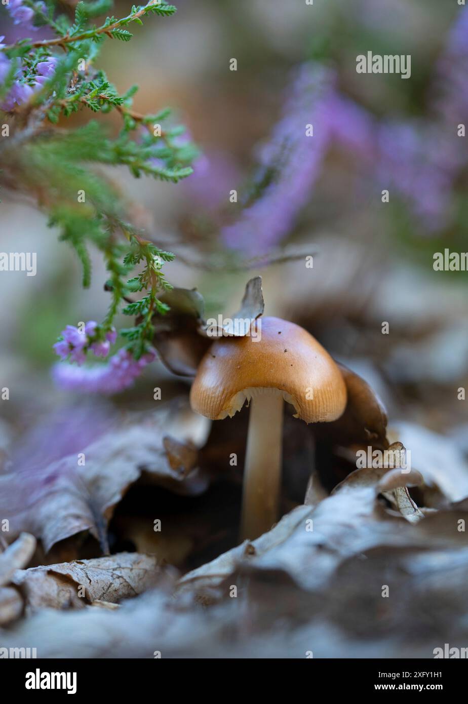 Fungo di scabbardo bruno-rossastro, foto macro di funghi in natura Foto Stock