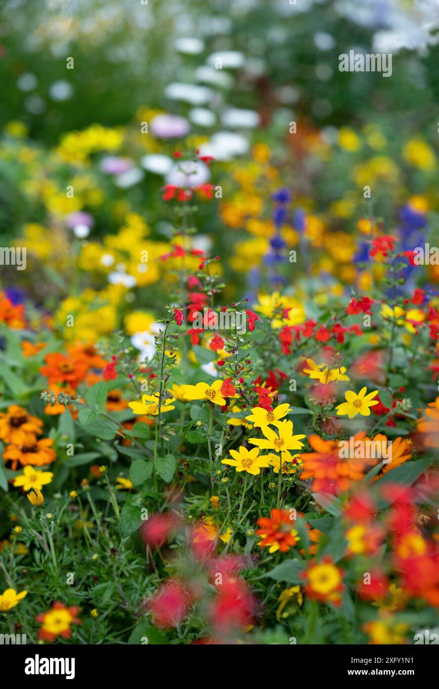 Colorato letto di fiori con diversi tipi di fiori, foto nel giardino fiorito Foto Stock