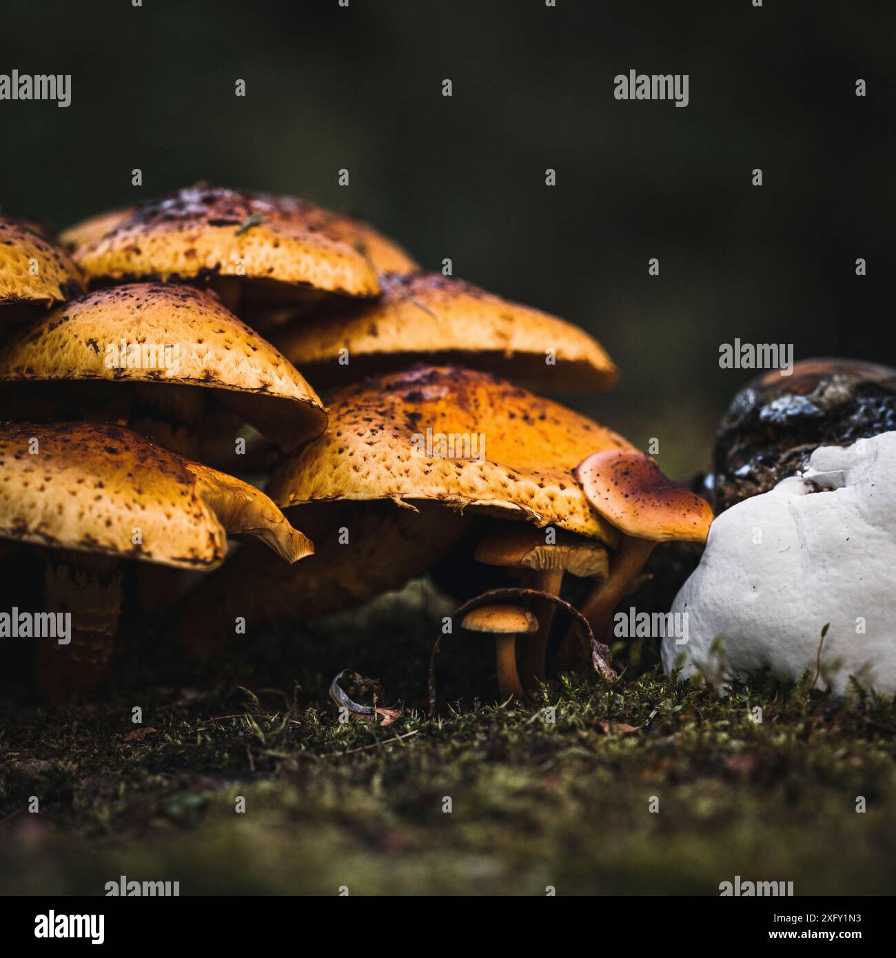 Slime fungus, macrofotografia di un gruppo di funghi in natura Foto Stock