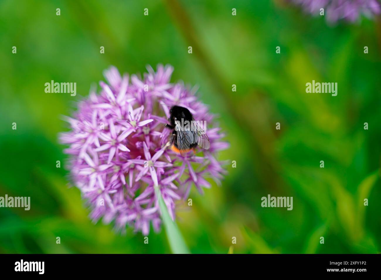 Bumblebee che raccoglie il nettare su un porro globo stellare o un porro globo da giardino, foto macro nel giardino fiorito Foto Stock