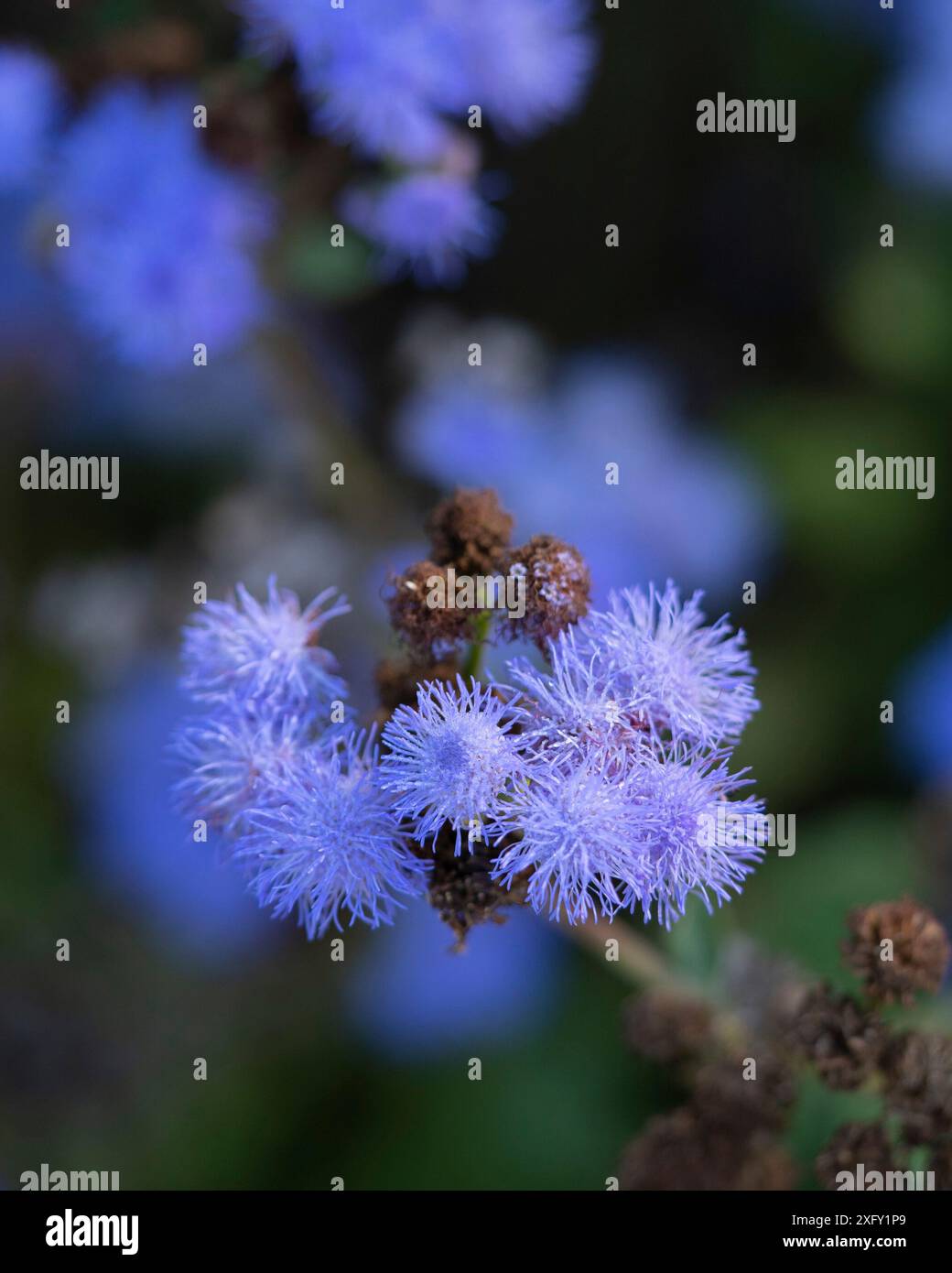 Balsamo epatico comune, foto macro nel giardino fiorito Foto Stock