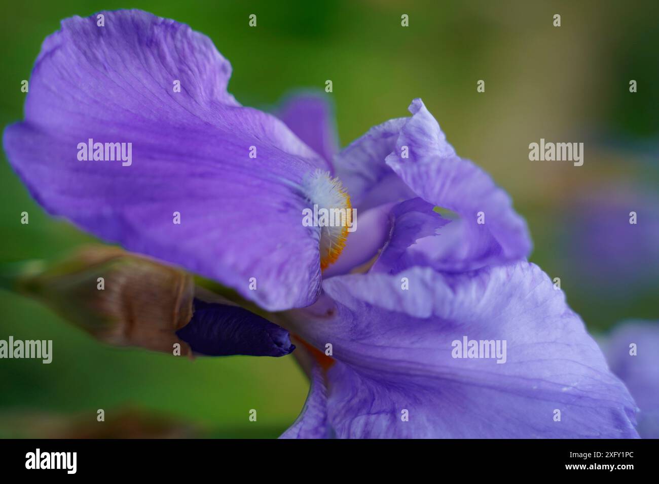 Iris pallido, foto macro nel giardino fiorito Foto Stock