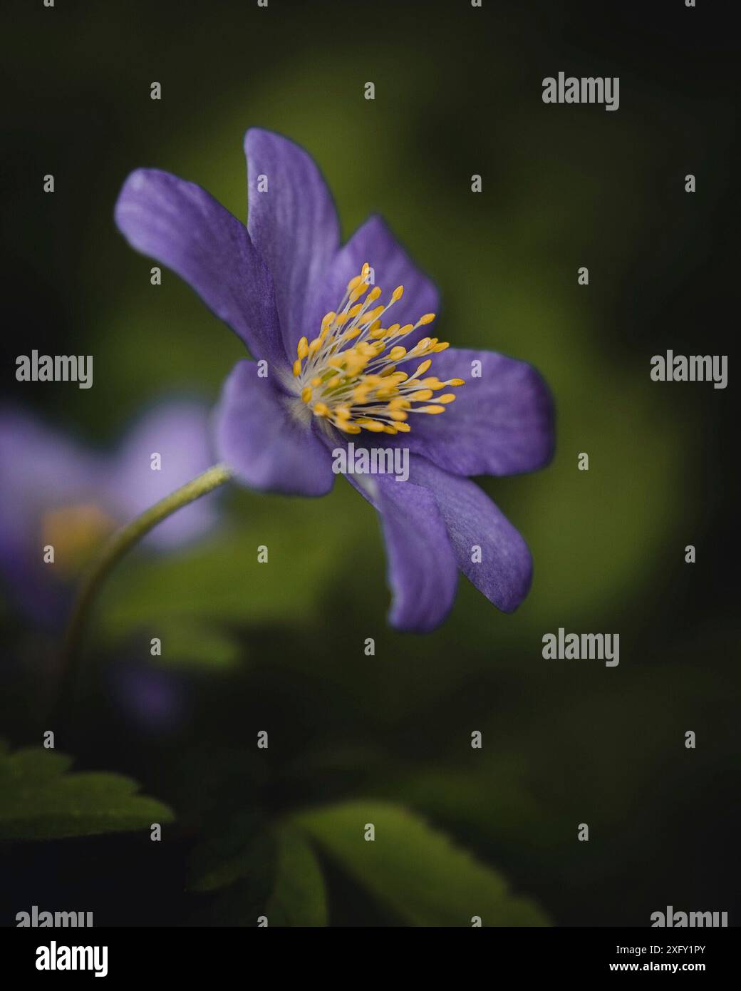 Anemone in legno viola, macro shot nel giardino fiorito Foto Stock