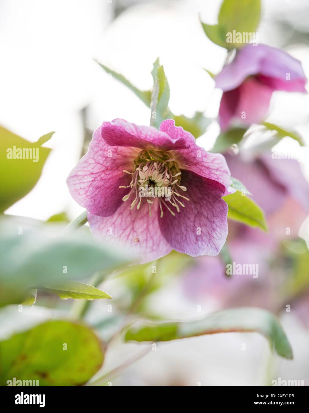 Rosa a forma di collana o rosa natalizia, primo piano nel giardino fiorito Foto Stock