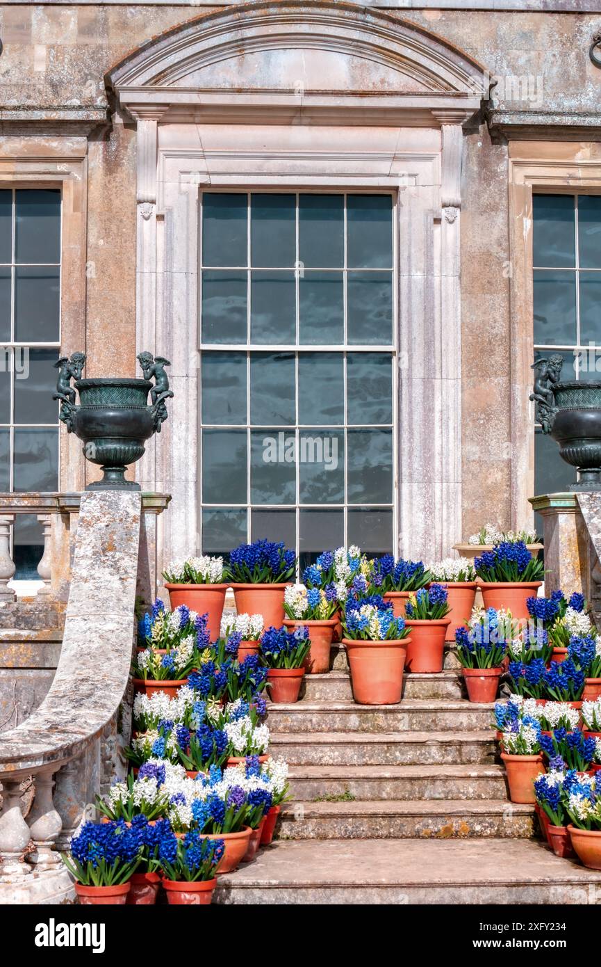 Vasi di fiori. Giacinti in vaso sui gradini di Kingston Lacey, casa di campagna del National Trust, Wimborne Minster, Dorset, Inghilterra, Regno Unito Foto Stock