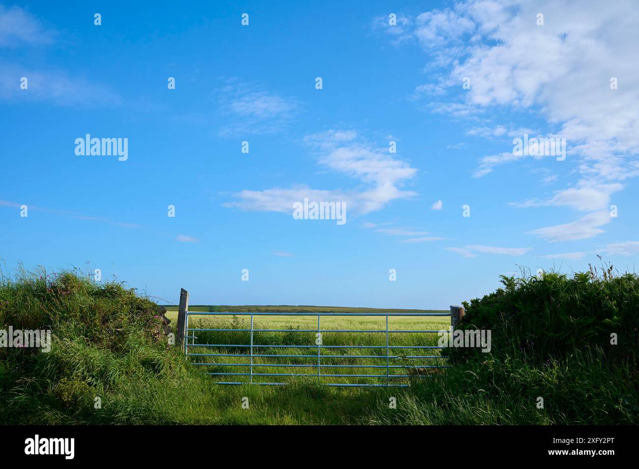 Cornfield, Gate, Sky, Summer, Martin's Haven, Pembrokeshire Coast Path, Haverfordwest, Galles, Regno Unito Foto Stock