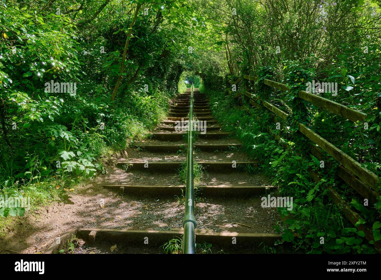 Scale, Coast Path, Summer, Stackpole Quay, Pembrokeshire Coast Path, Pembroke, Galles, Regno Unito Foto Stock