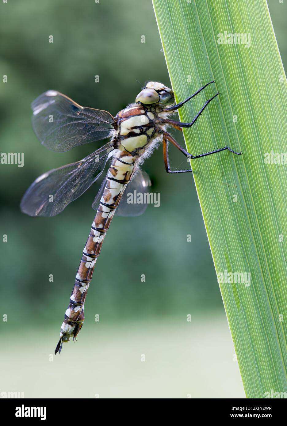 Southern Hawker Dragonfly[ Aeshna cyanea ] femmina su gambo Iris Foto Stock