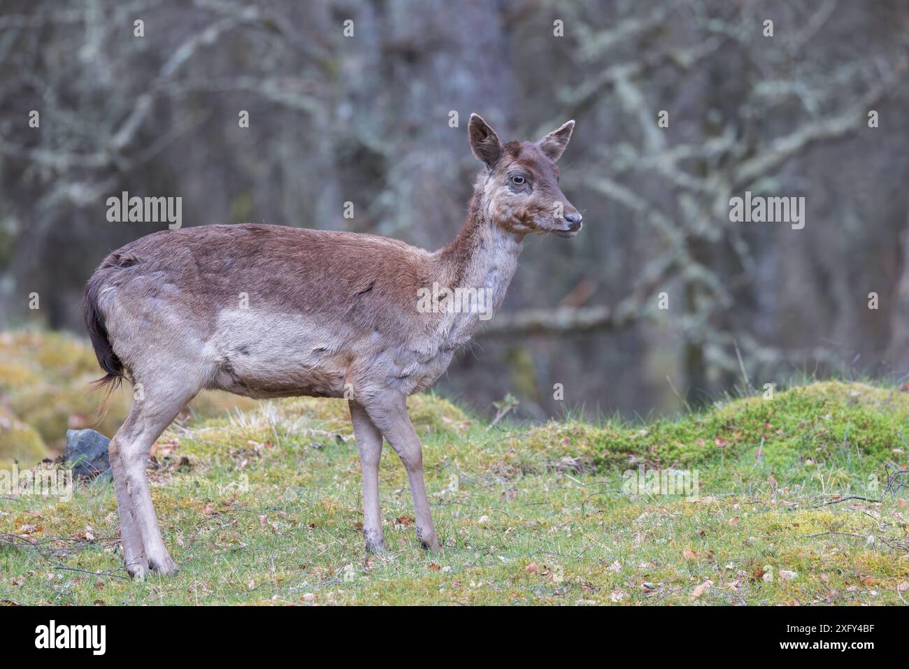 Red Deer [ Cervus elaphus ] in Muta, Perthshire, Scozia, Regno Unito Foto Stock