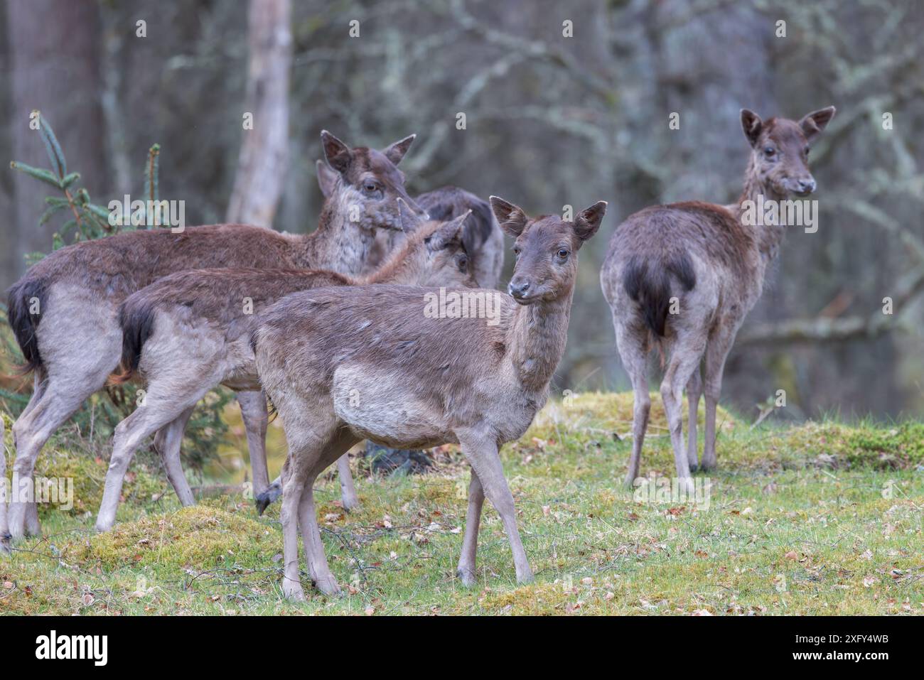Red Deer [ Cervus elaphus ] gruppo di femmine nella muta, Perthshire, Scozia, Regno Unito Foto Stock