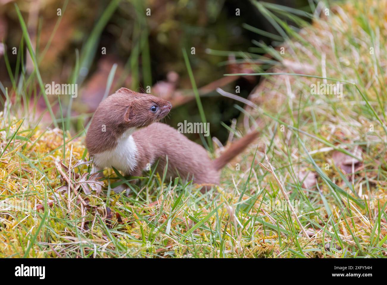 Weasel [ Mustela nivalis ] per terra, Regno Unito Foto Stock