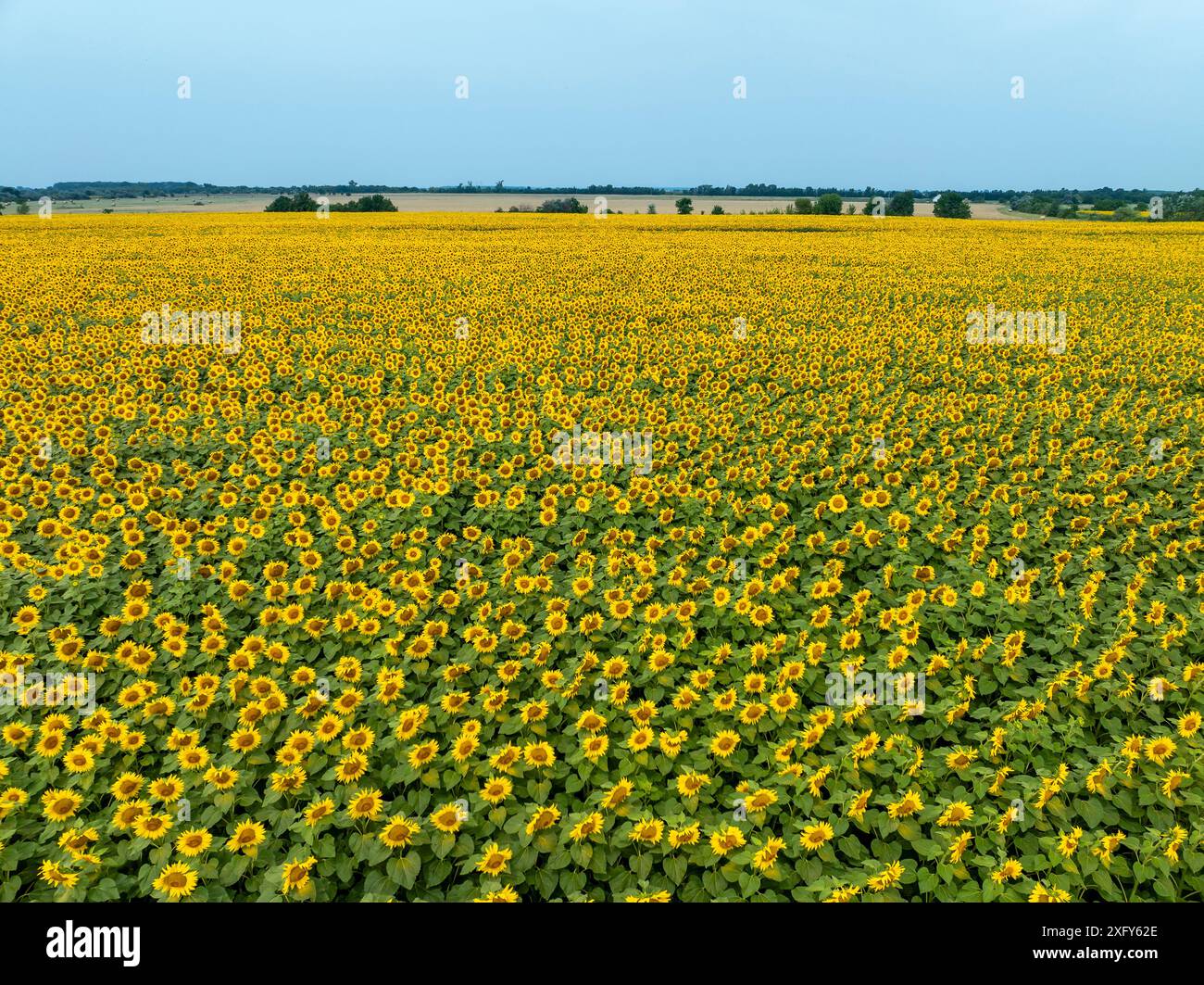 Campo agricolo con girasoli gialli contro il cielo con nuvole. Campo di girasole. Tramonto dorato. Primo piano di girasole. Industria agraria. Foto di culti Foto Stock