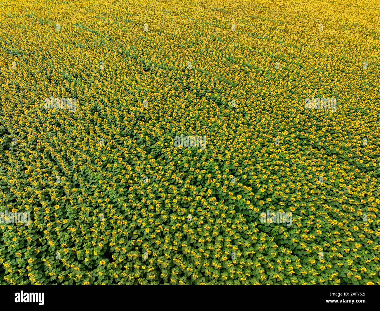 Campo agricolo con girasoli gialli contro il cielo con nuvole. Campo di girasole. Tramonto dorato. Primo piano di girasole. Industria agraria. Foto di culti Foto Stock