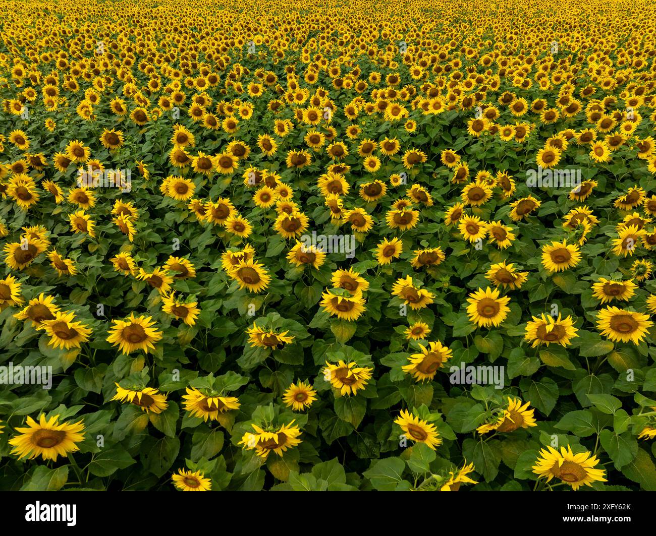 Campo agricolo con girasoli gialli contro il cielo con nuvole. Campo di girasole. Tramonto dorato. Primo piano di girasole. Industria agraria. Foto di culti Foto Stock