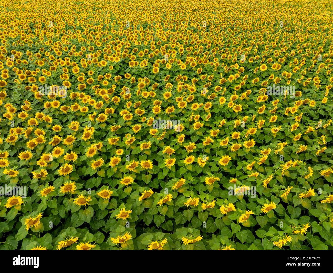 Campo agricolo con girasoli gialli contro il cielo con nuvole. Campo di girasole. Tramonto dorato. Primo piano di girasole. Industria agraria. Foto di culti Foto Stock