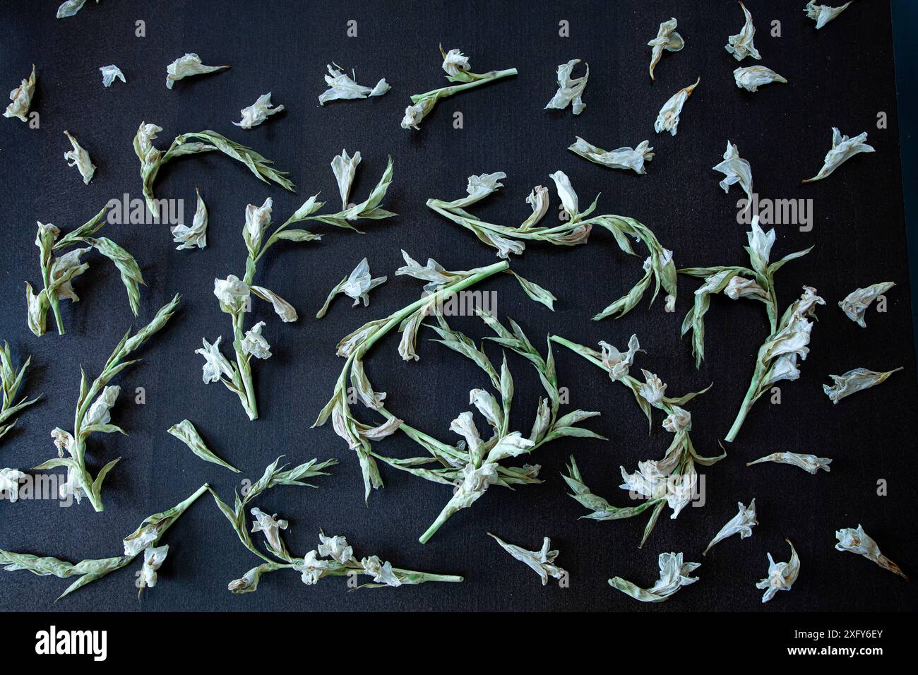 Composizione floreale con gladioli bianchi essiccati Foto Stock