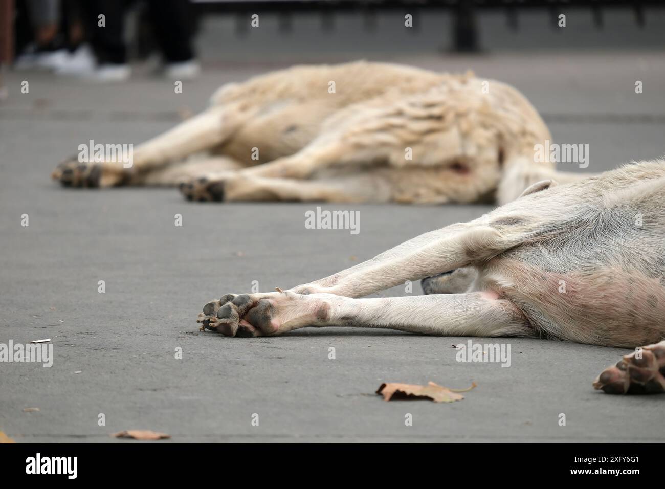 Due cani randagi che dormono sul marciapiede a Istanbul Turkiye Foto Stock